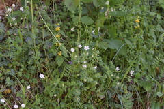 Glyphipterix simpliciella