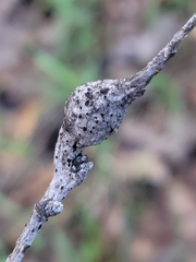 Andricus quercuspetiolicola