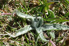 Plantago monosperma