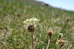 Plantago monosperma