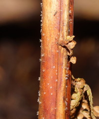 Hispidula dicksoniae