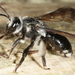 Andrena agilissima - Photo (c) ingridaltmann, algunos derechos reservados (CC BY-NC)