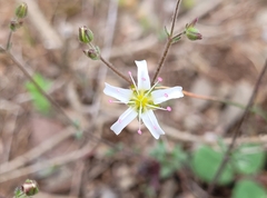 Arenaria fontqueri