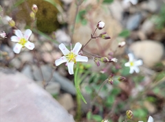 Arenaria fontqueri