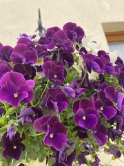 Viola