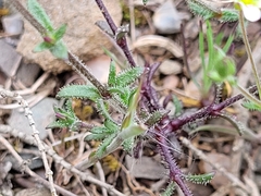 Arenaria fontqueri