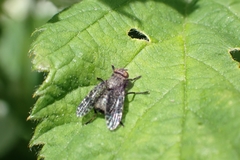 Platystoma seminationis