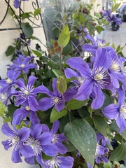 Viola
