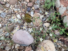 Arenaria fontqueri
