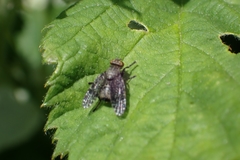 Platystoma seminationis