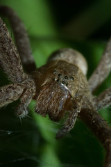 Pisaurina