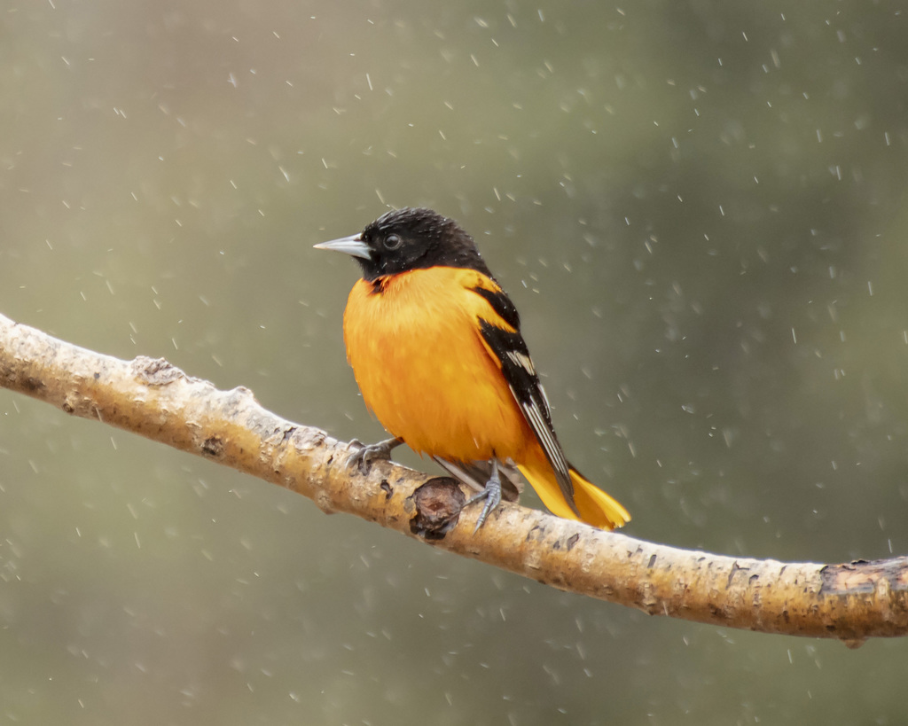 Baltimore Oriole from Clanwilliam, MB R0J, Canada on May 13, 2022 at 11