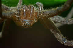 Pisaurina
