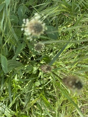 Plantago lanceolata