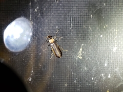 Podabrus flavicollis