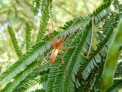 Cheiracanthium gracile