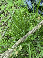 Carex hirtifolia