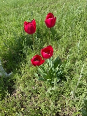 Tulipa