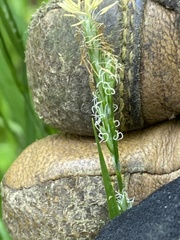 Carex hirtifolia