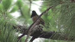 Pipilo maculatus macronyx