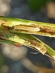 Cladardis elongatula