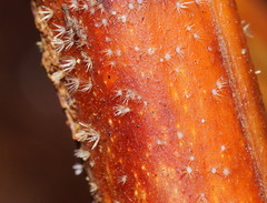 Hispidula dicksoniae