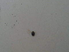 Anthrenus scrophulariae