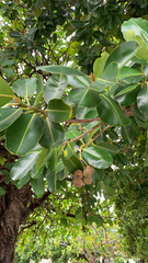 Calophyllum inophyllum