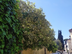 Hedera