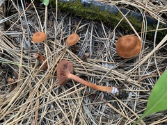 Laccaria nobilis