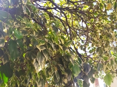Hedera