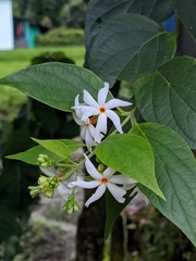 Nyctanthes arbor-tristis