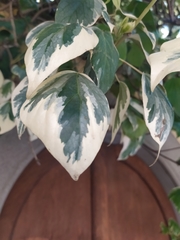 Hedera