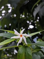 Nyctanthes arbor-tristis