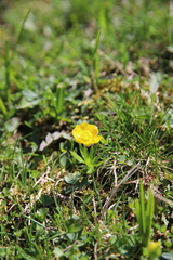 Ranunculus montanus
