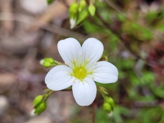 Saxifraga fragilis