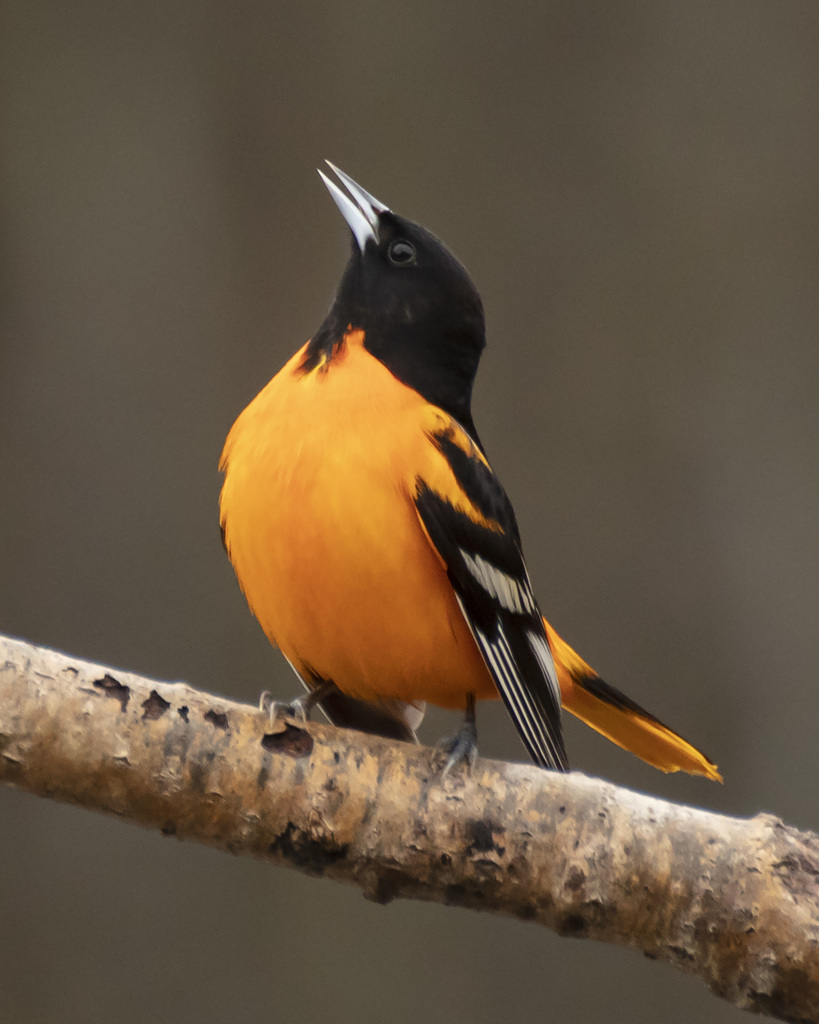 New World Orioles