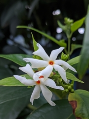 Nyctanthes arbor-tristis
