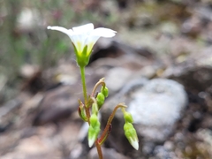 Saxifraga fragilis