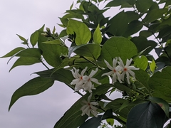 Nyctanthes arbor-tristis