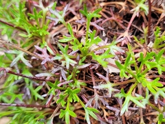 Saxifraga fragilis