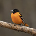Baltimore Oriole - Photo (c) Karl Kroeker, some rights reserved (CC BY-NC), uploaded by Karl Kroeker