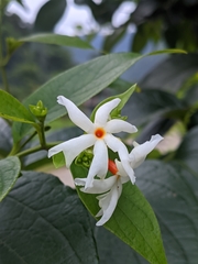 Nyctanthes arbor-tristis