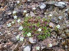 Saxifraga fragilis
