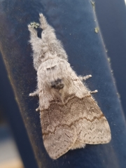 Calliteara pudibunda