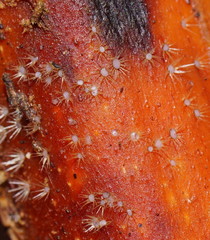 Hispidula dicksoniae