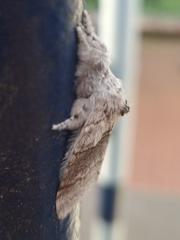 Calliteara pudibunda