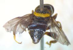 Lepidomyia