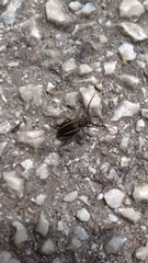 Neodorcadion bilineatum