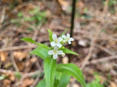Pseudoturritis turrita